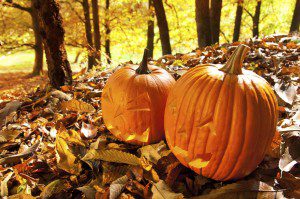 Carved Jack O Lanterns