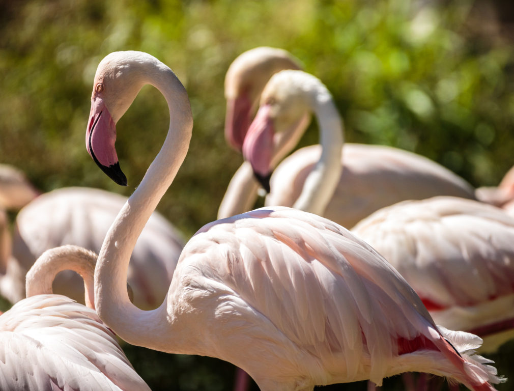 Dal 5 al 7 maggio... birdwatching ai Lidi Ferraresi!