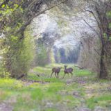 Primavera nelle valli di Argenta